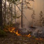 Фотодокумент 655